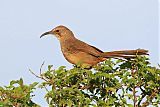 California Thrasher